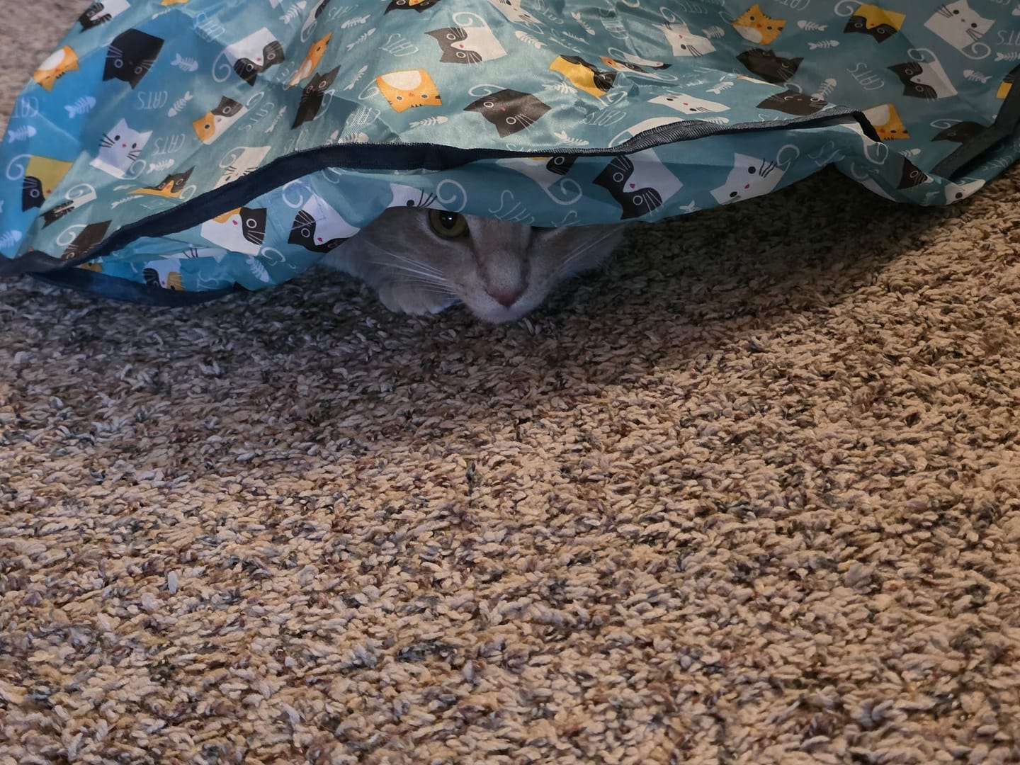 Customer photo review of SPEEDY TAIL 2.0