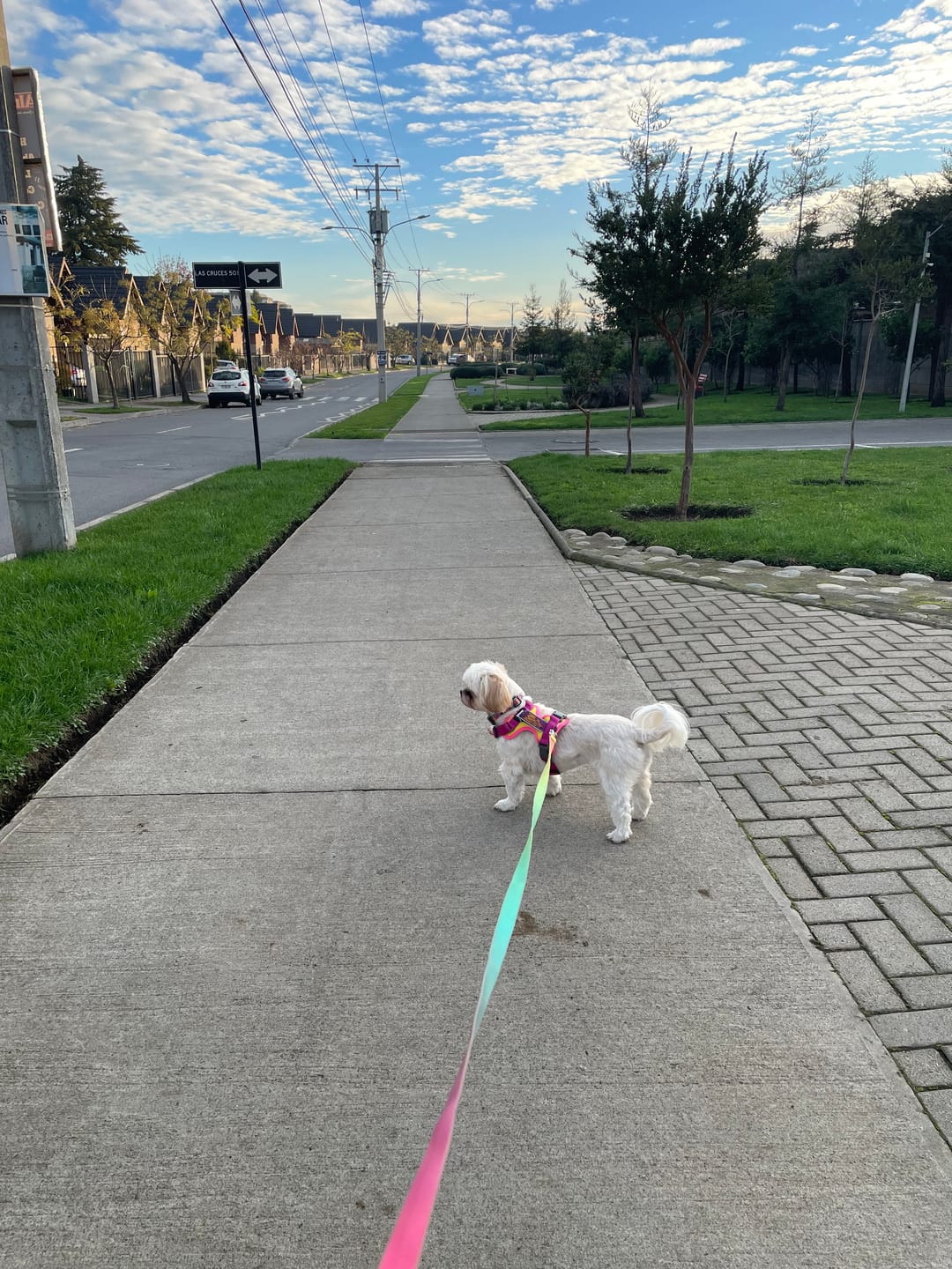 Customer photo review of 🏵️Collar Impermeable Astroemeria🏵️