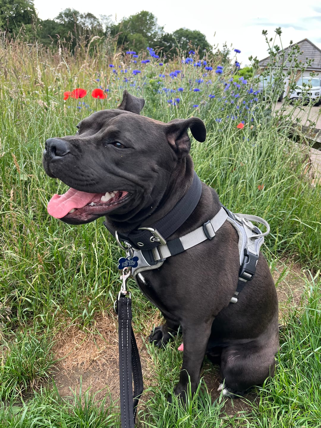 Customer photo review of Anti Pull Hurricane Harness Lighter | With Handle - Grey