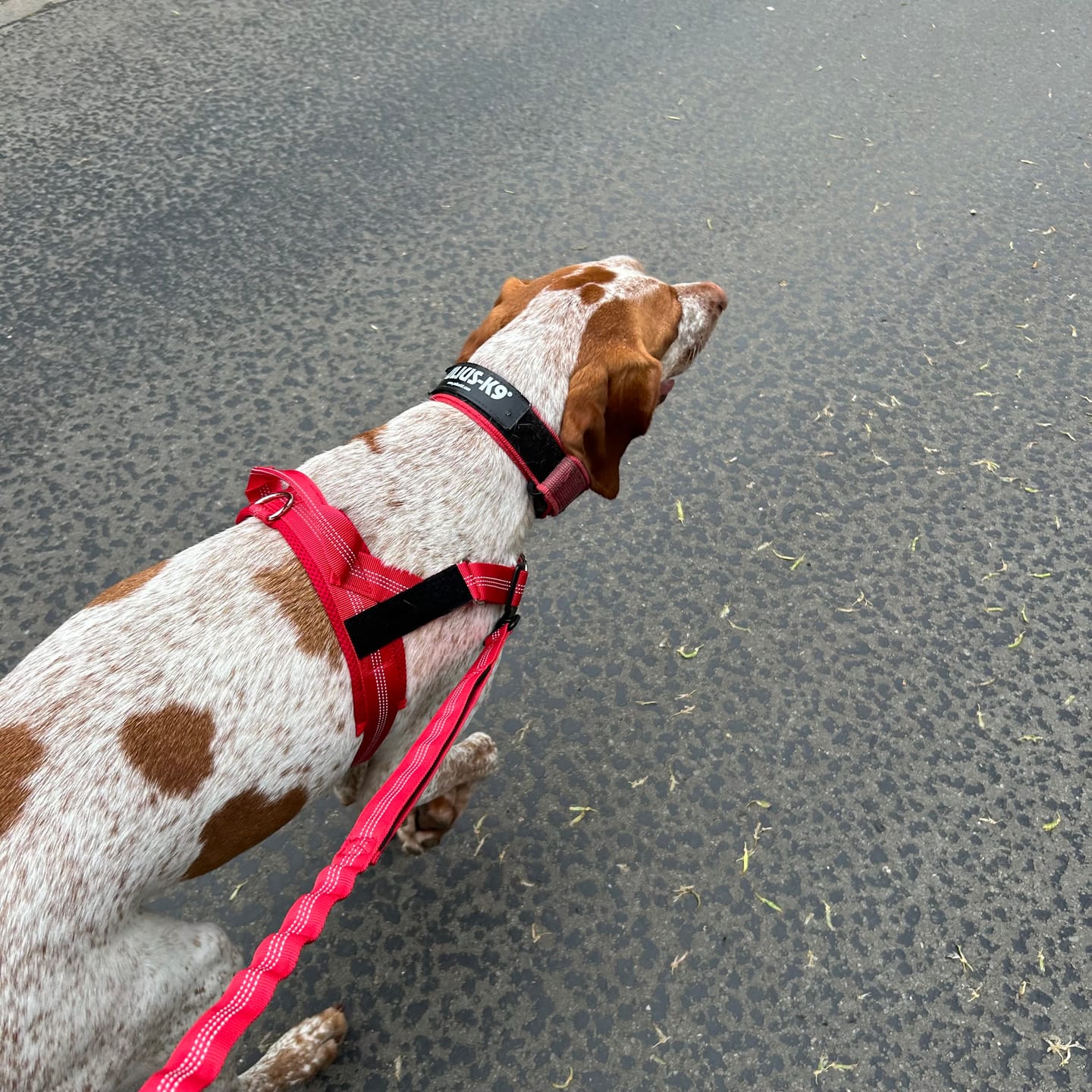 Customer photo review of 🎁 FREE ParoPet Bungee Lead