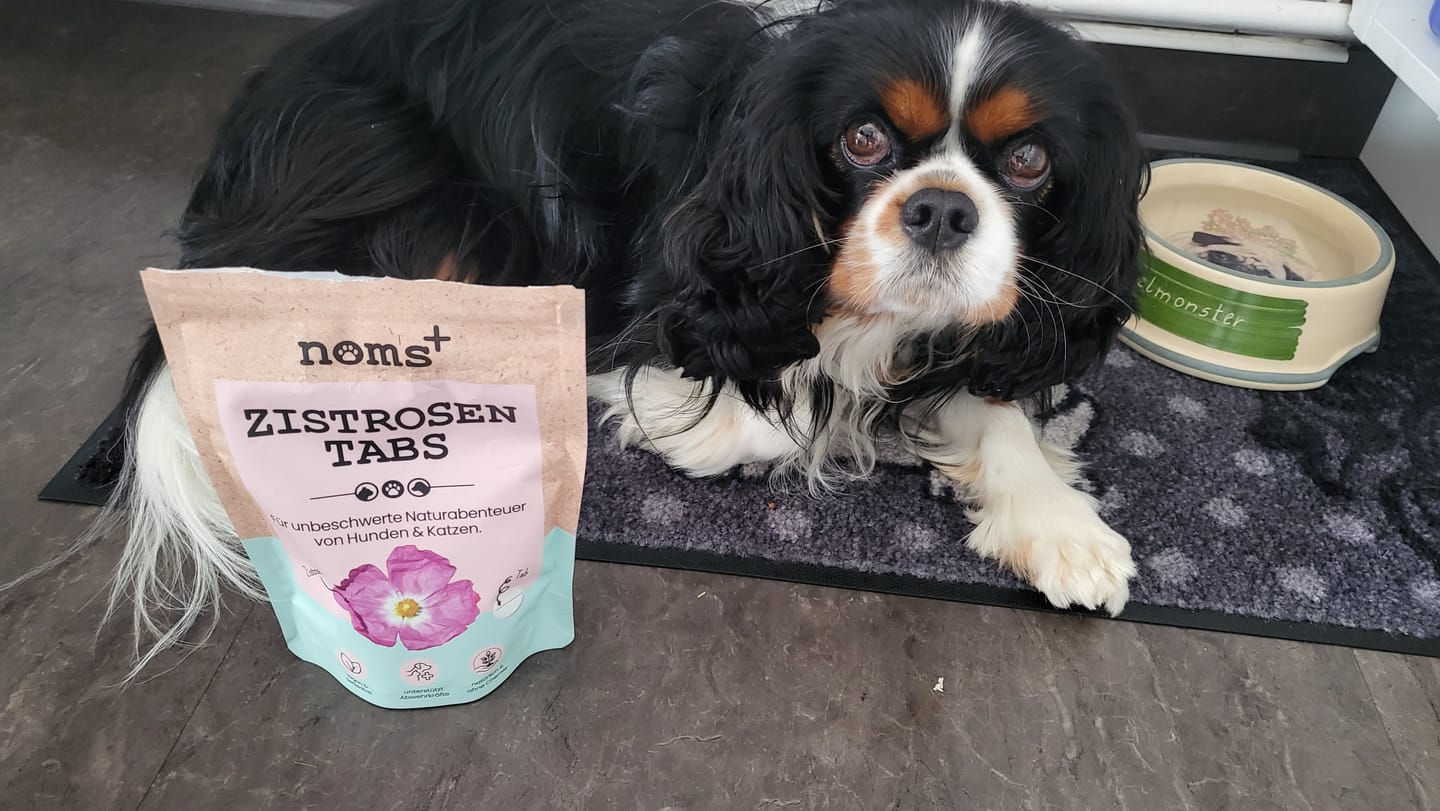 Customer photo review of Zistrosen Tabs - 100% natürliches Zistrosen-Leckerli für Wald- & Wiesenspaziergänge