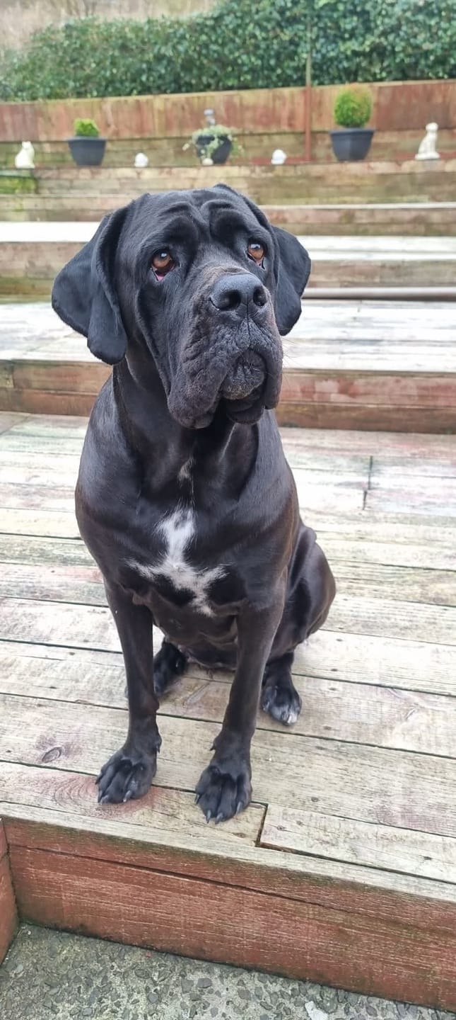 Customer photo review of Probiotic Ear Care Spray for Pets - 100ml
