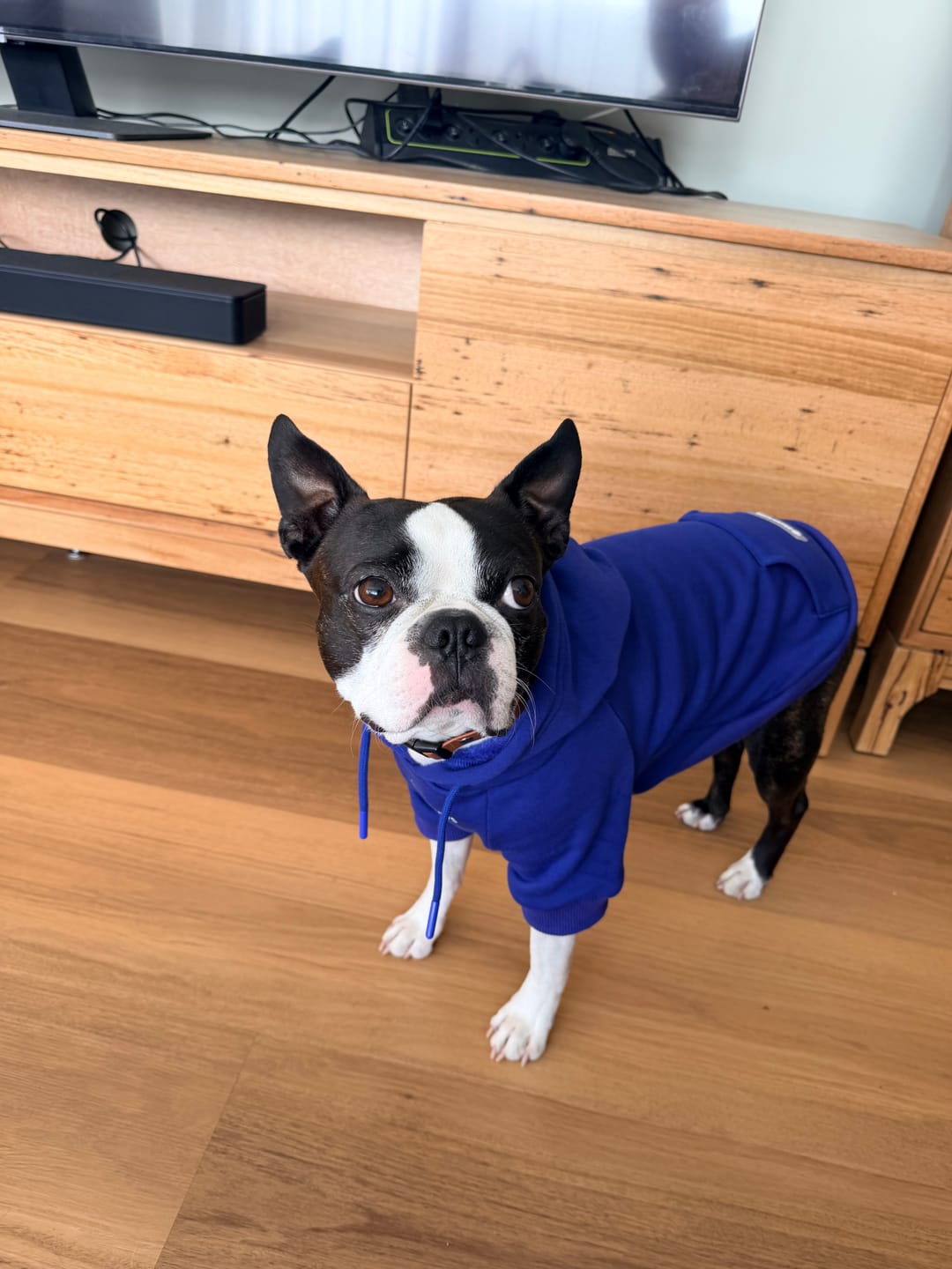 Customer photo review of Essential Dog Hoodies