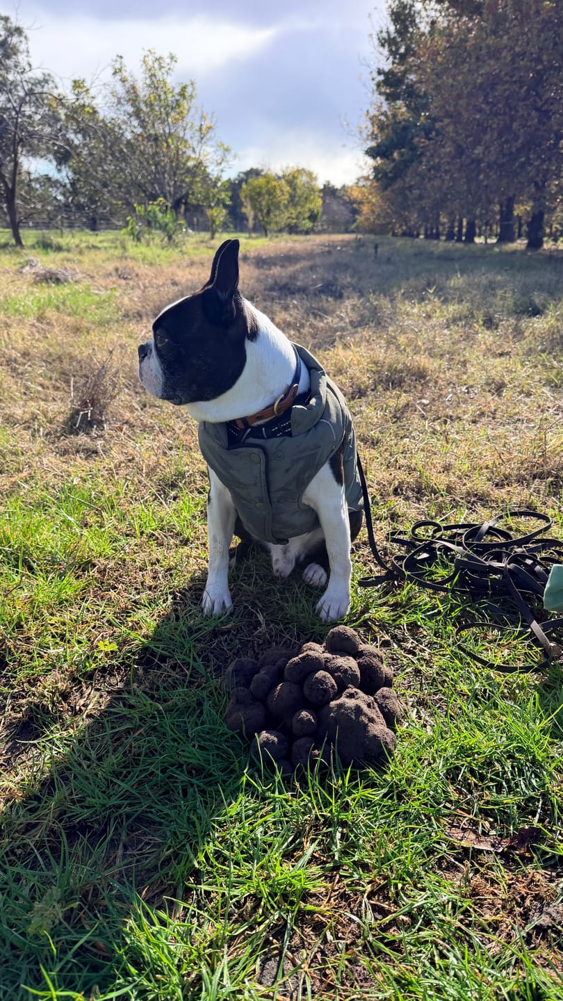 Customer photo review of WarmShield Water-Resistant Jacket - Olive