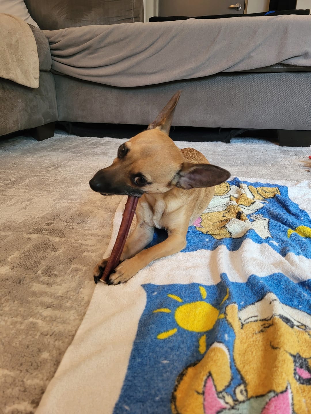 Customer photo review of 6 Inch Standard Bully Stick