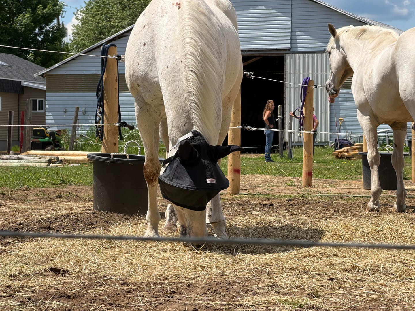 Customer photo review of Solar Vizor Fly Mask - With Ear Protection - NEW STYLE
