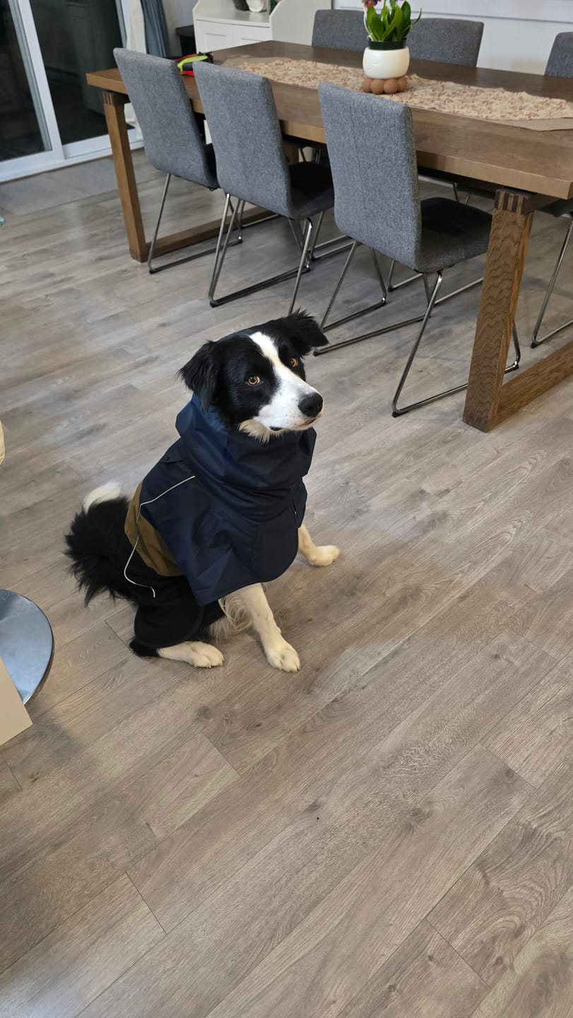 Customer photo review of Breatheshield™ Dog Raincoat - Blue Gold Black