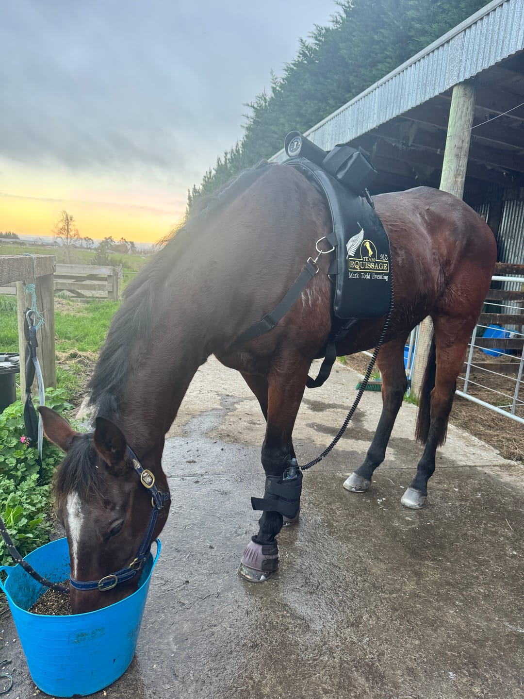 Customer photo review of Digestive EQ
