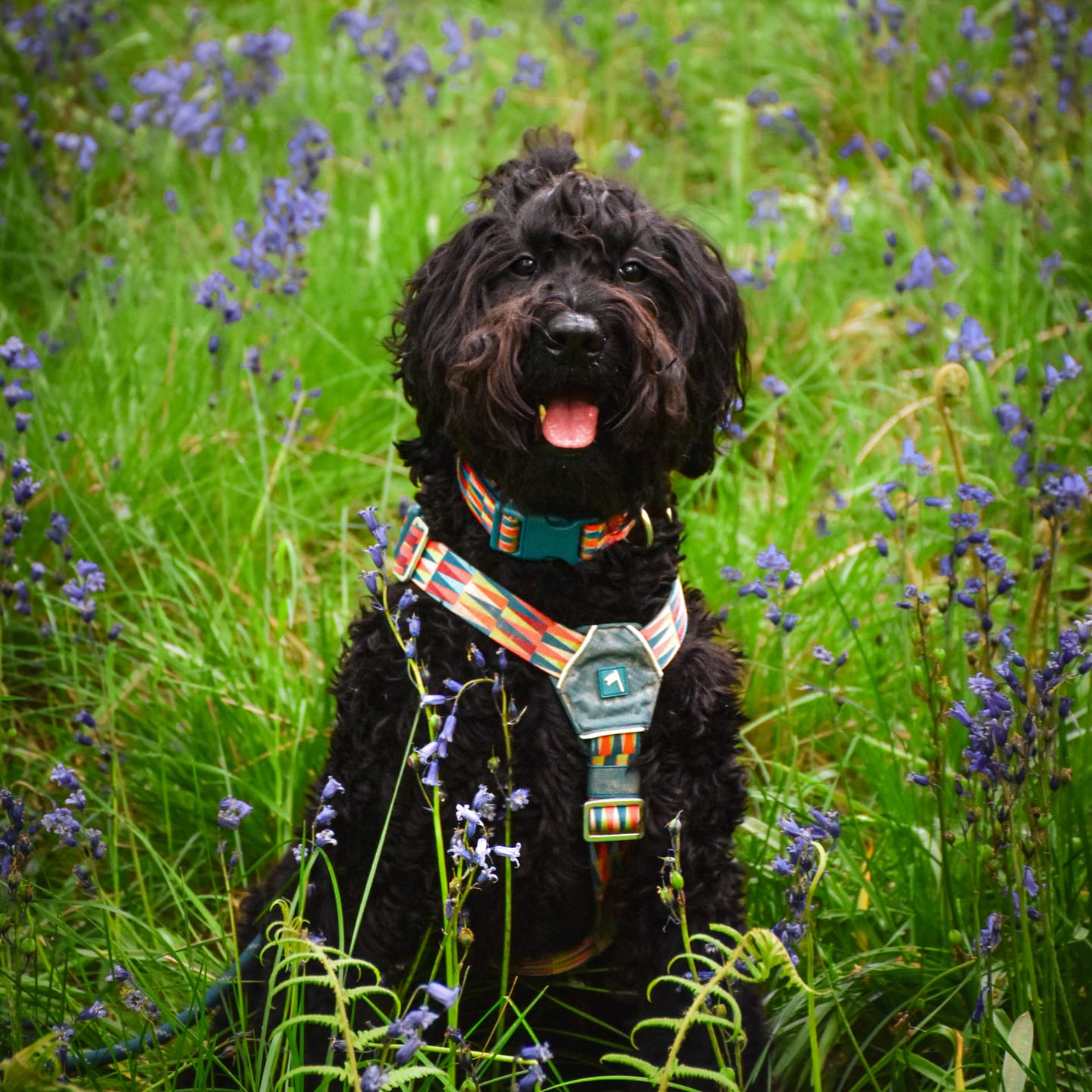 Customer photo review of Comfort Collar