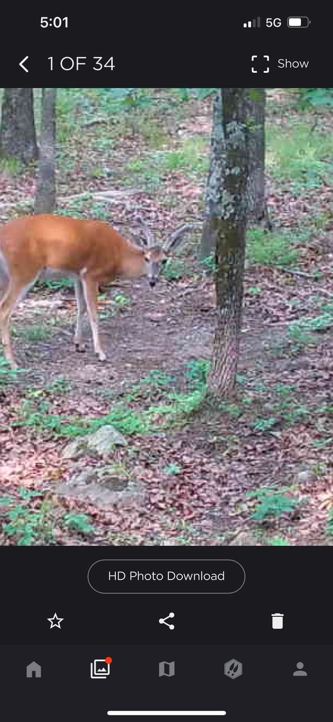 Customer photo review of Antler IV Mineral Attractant