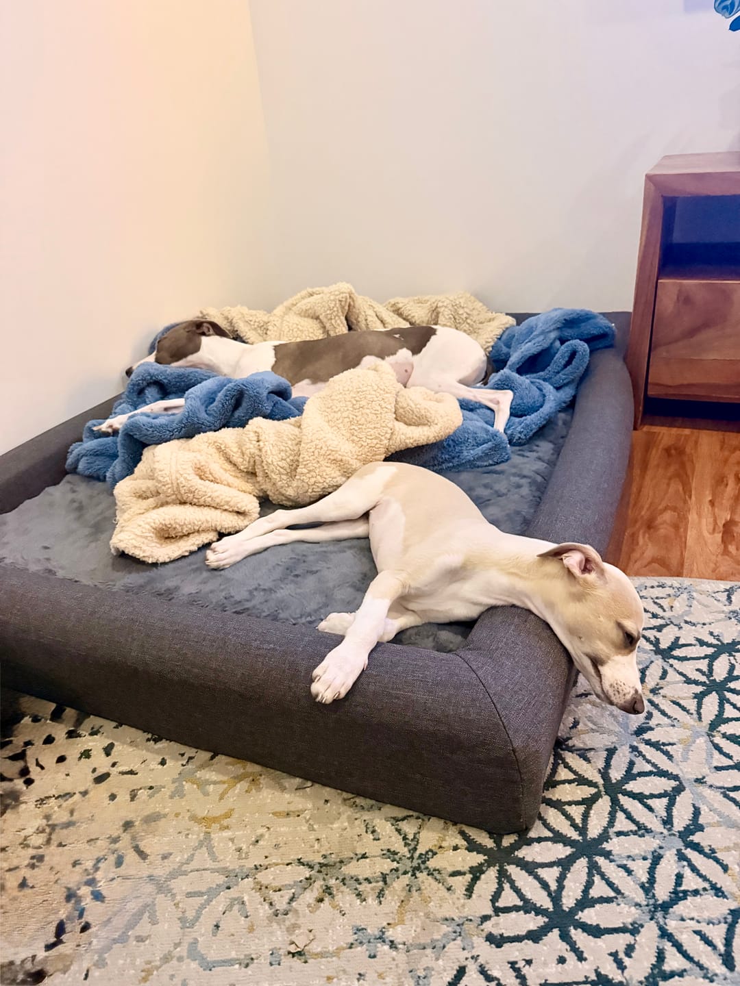 Customer photo review of Premium Memory Foam Calming Dog Bed