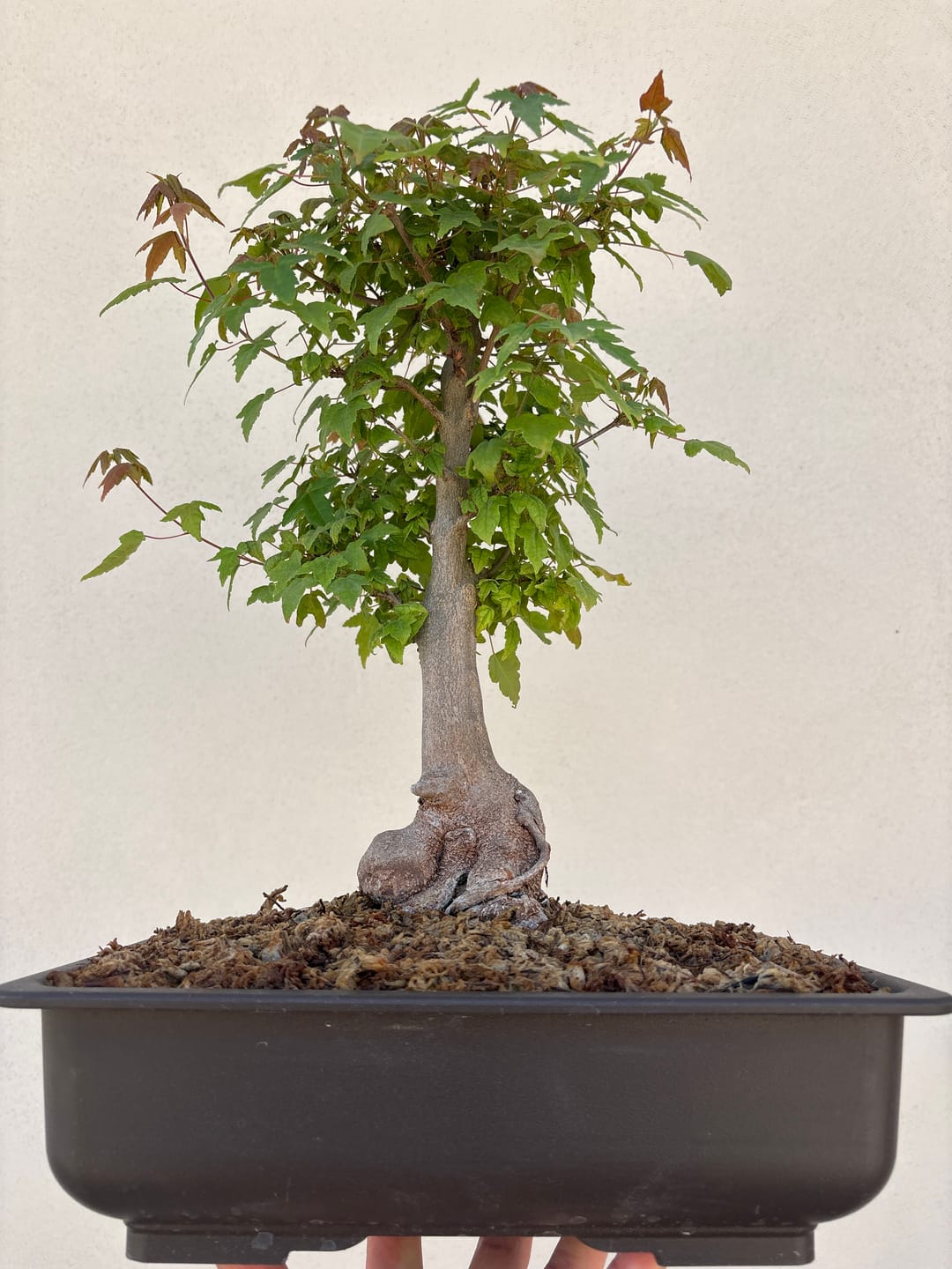 Customer photo review of SUPREMACY CB® TERRICCIO SUBSTRATO PER BONSAI LATIFOGLIE PREMIUM