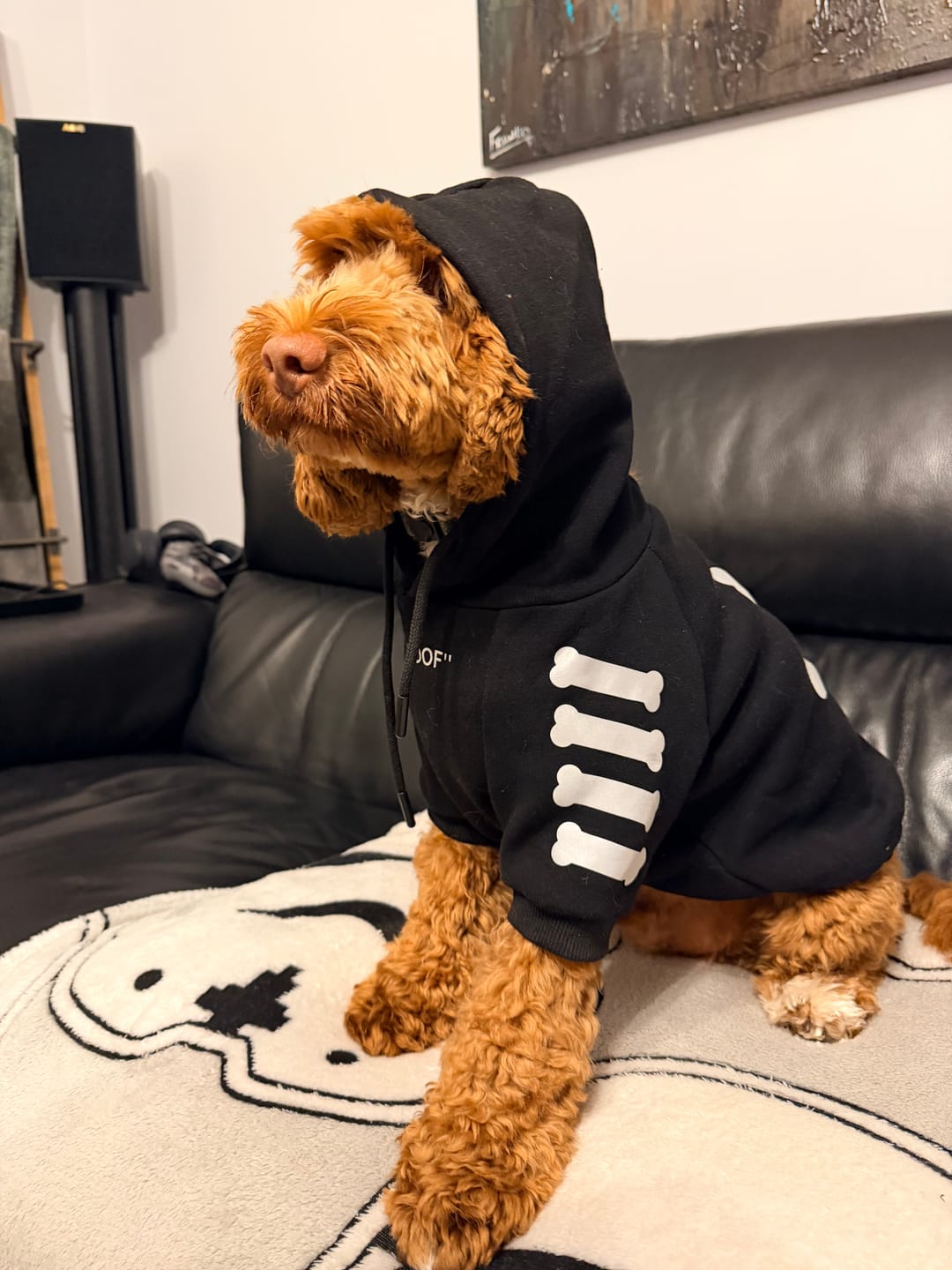 Customer photo review of "WOOF" Dog Hoodie - Black & Reflective