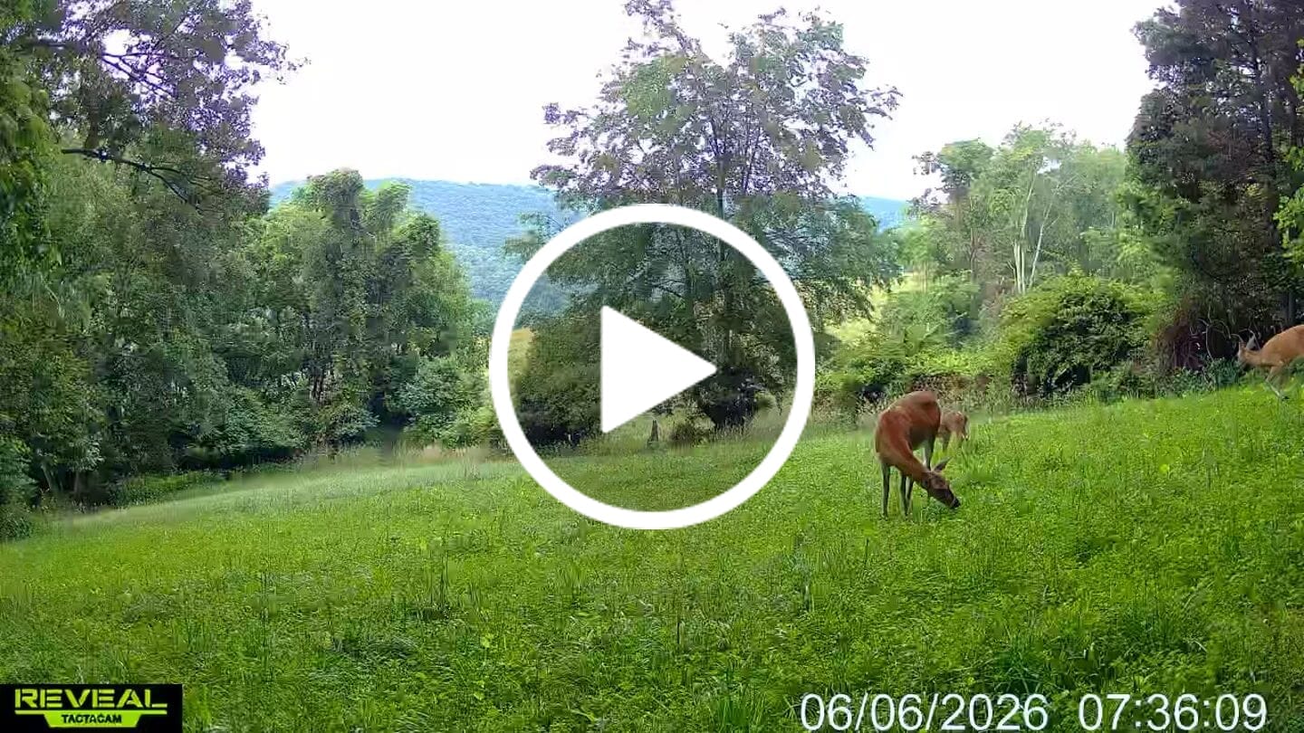 Customer video review of Whitetail Hill Clover