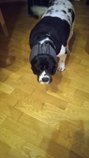 Customer photo review of Orejeras Calmantes para perros