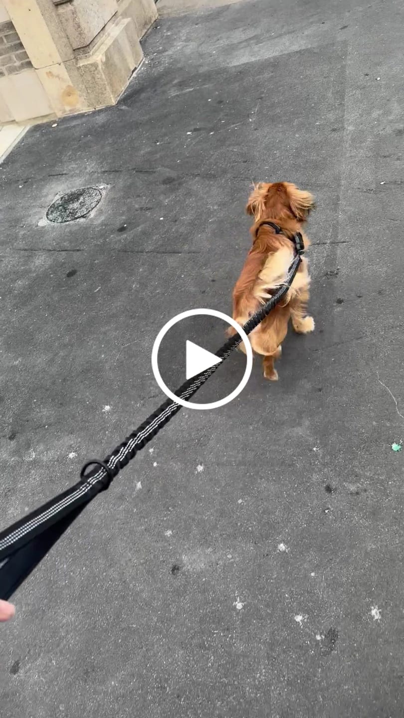 Customer video review of 🎁 FREE ParoPet Bungee Lead