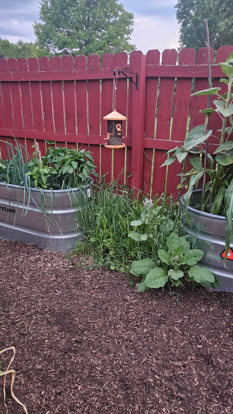 Customer photo review of Dove & Quail Plot