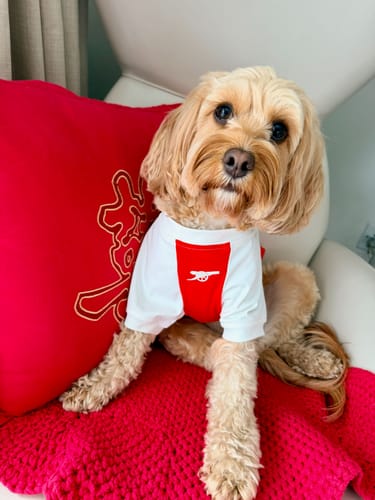 Customer photo review of The Arsenal Pet Kit