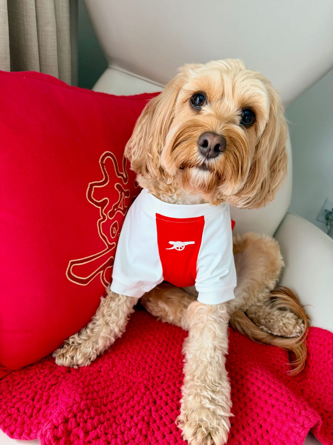 Customer photo review of The Arsenal Pet Kit