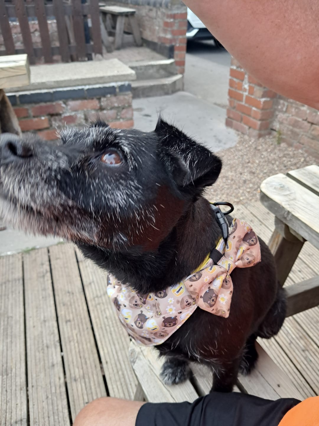 Customer photo review of Collar - My Fur Ever Love