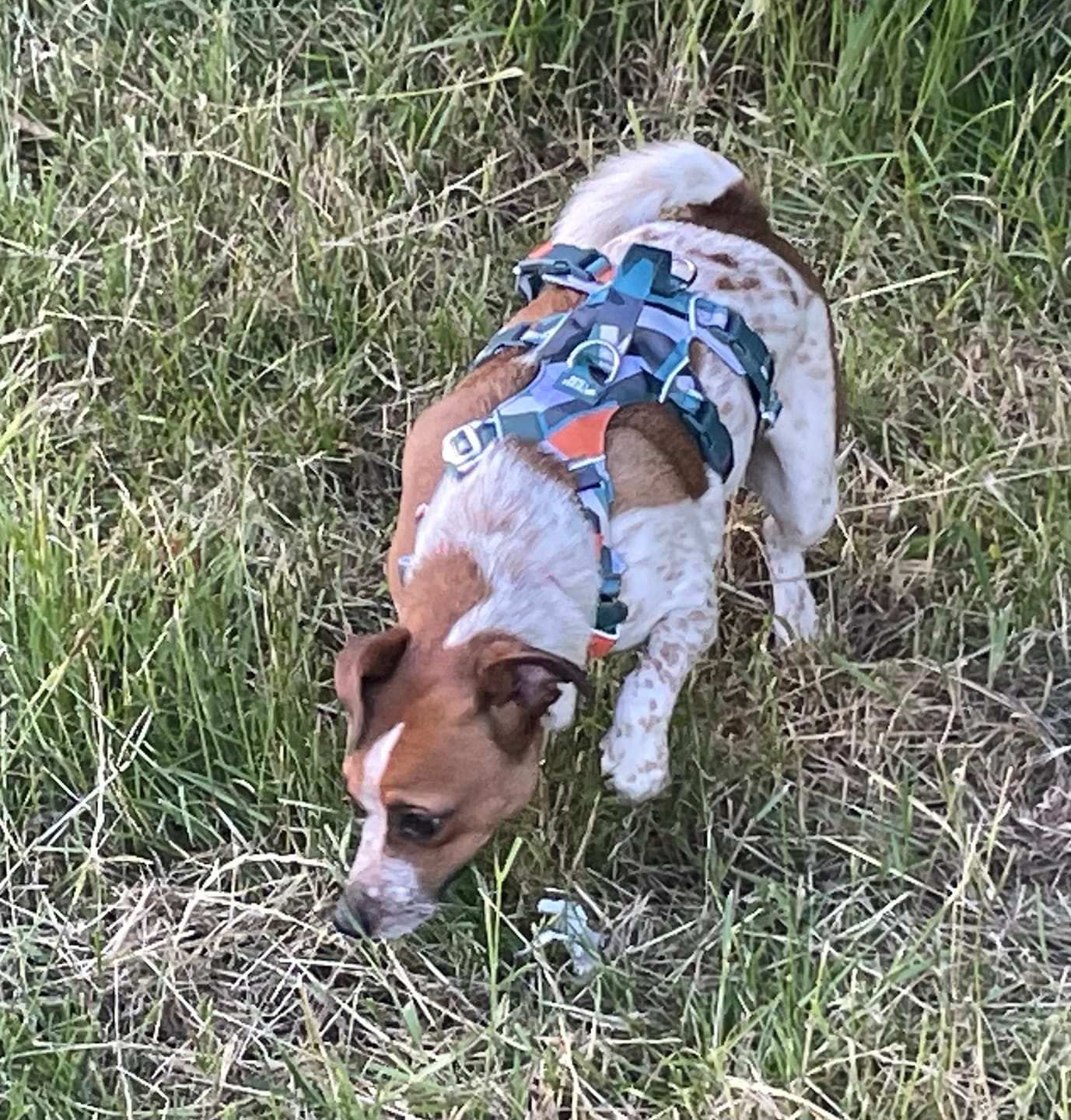 Customer photo review of Scramble Harness