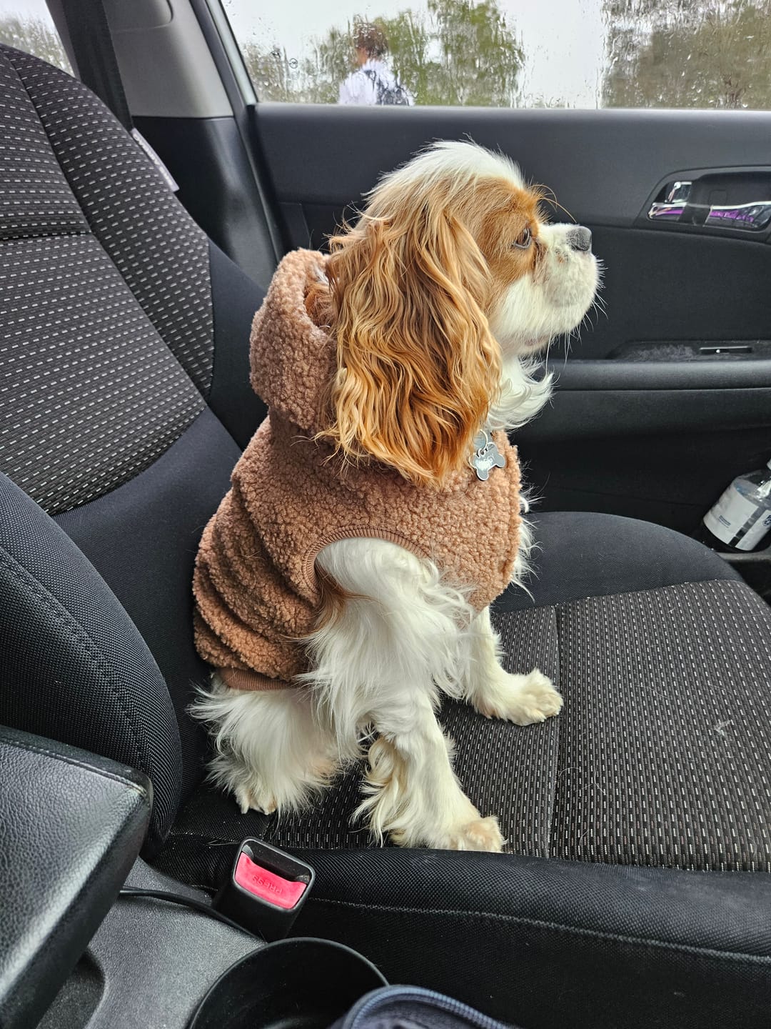 Customer photo review of Teddy Sherpa Fleece Dog Jacket - Brown