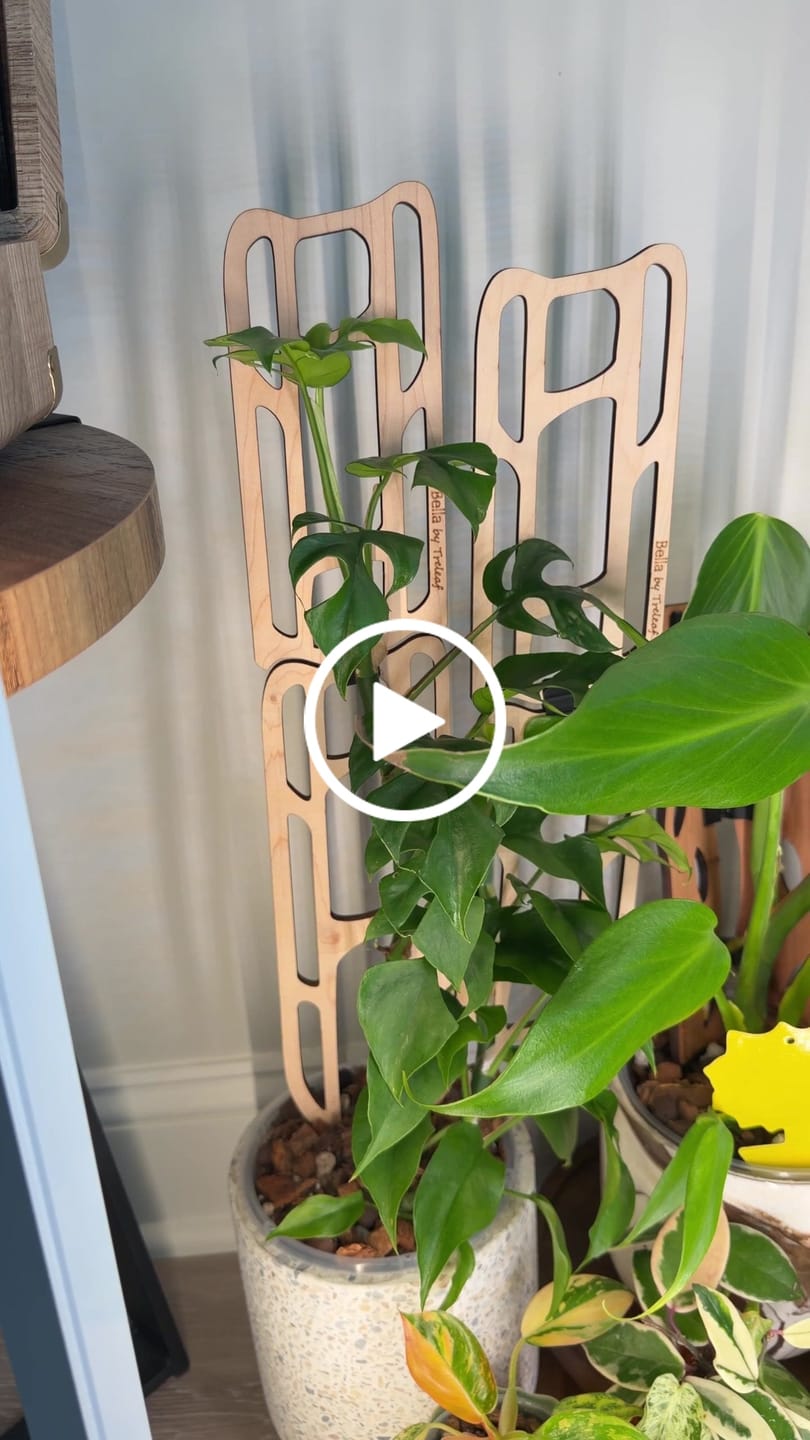 Customer video review of Bella™ - Extendable Wooden Support for Climbing Houseplants