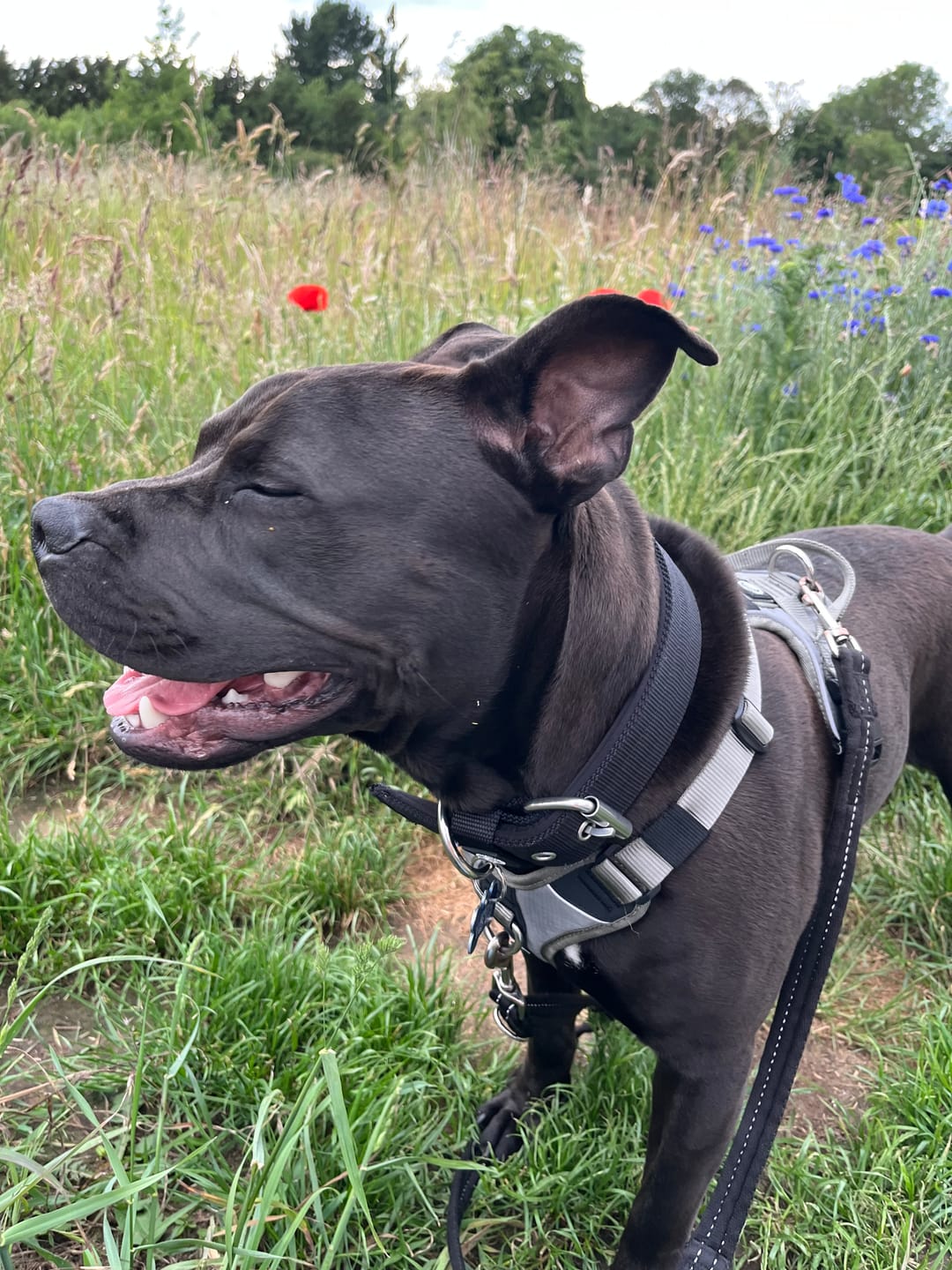 Customer photo review of 4cm Pin Buckle Collar | No Handle - Black