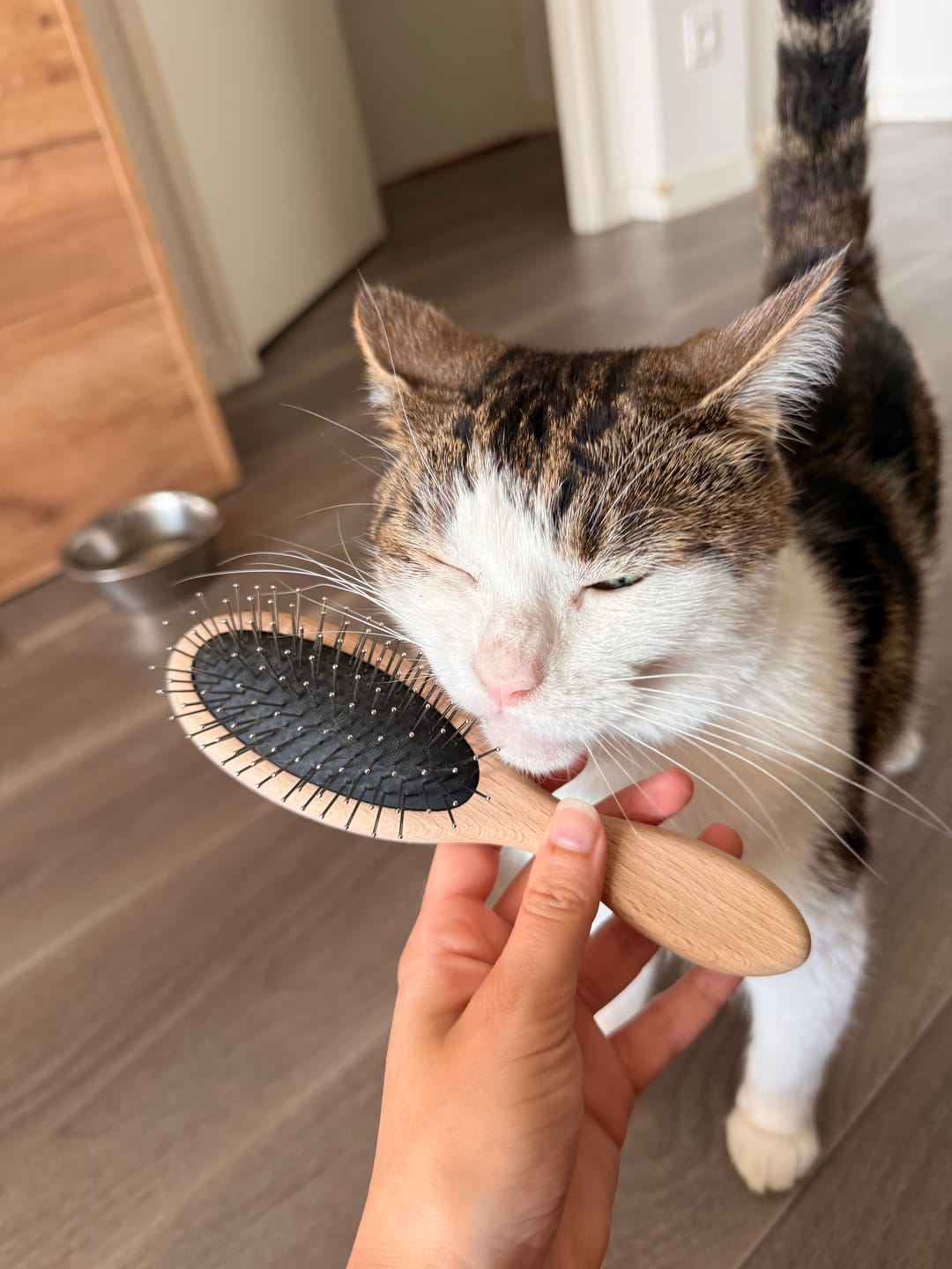 Customer photo review of La brosse française - pour chats
