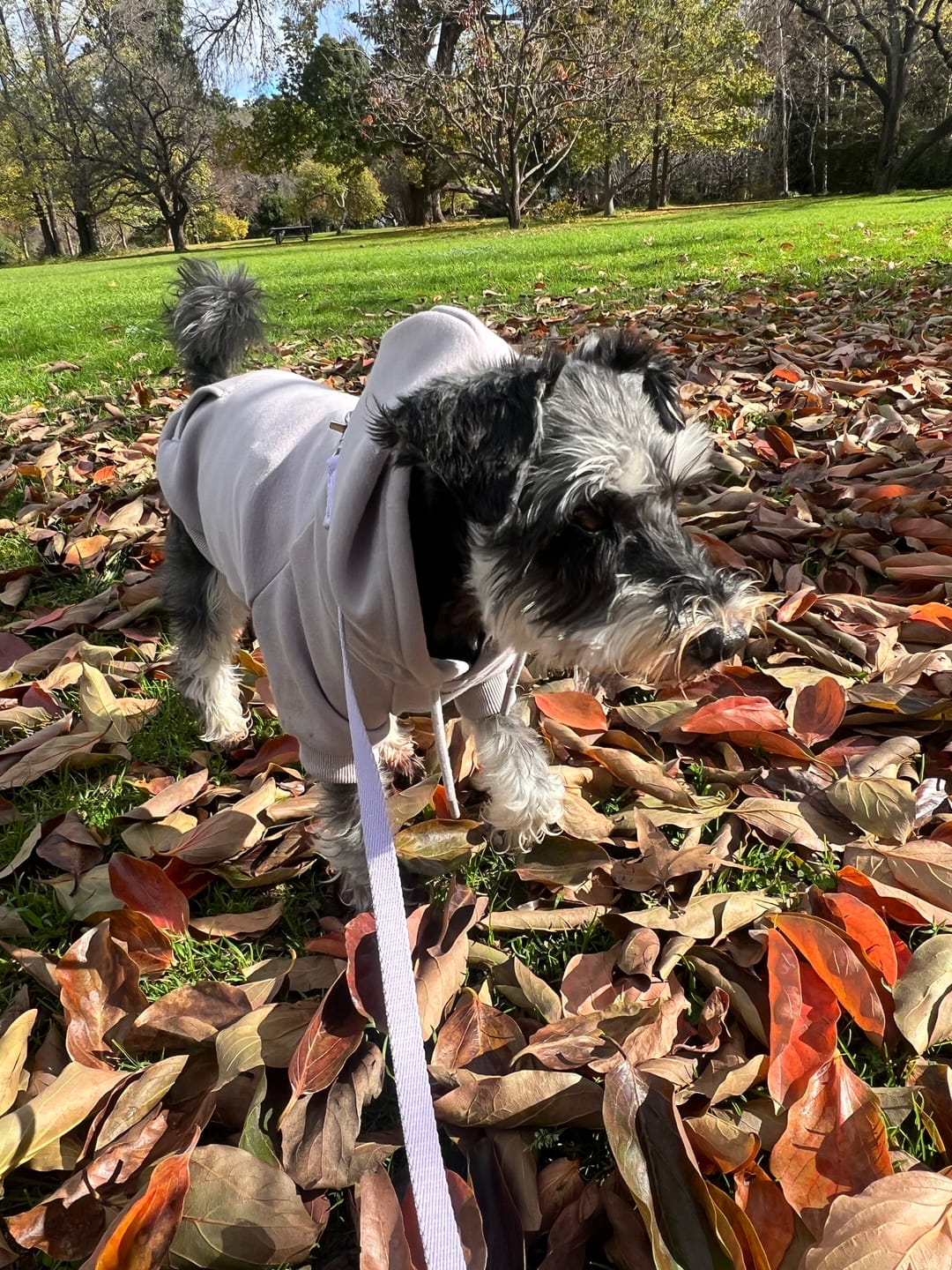 Customer photo review of Grey Camo Dog Hoodie