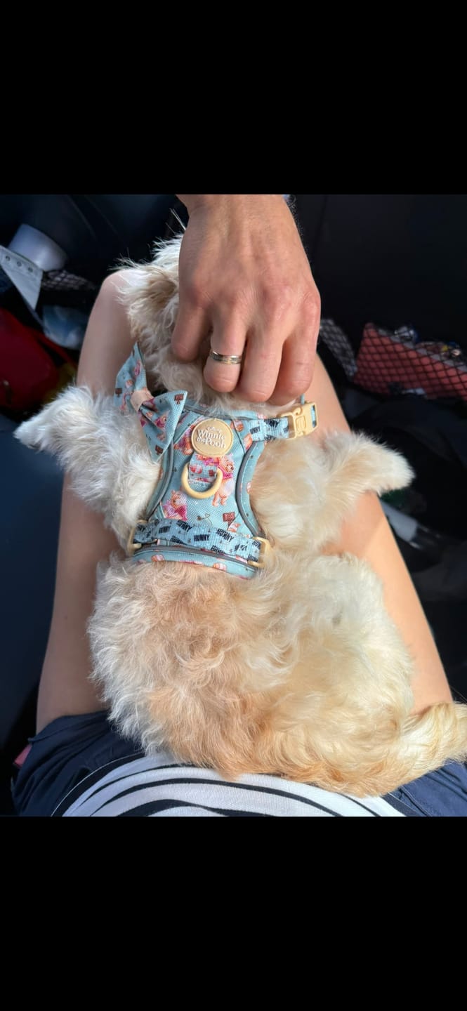 Customer photo review of Disney© Tough Trails™ Harness - Winnie The Pooh