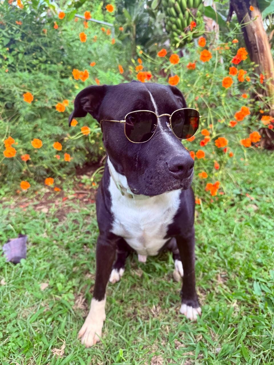 Customer photo review of COOPER