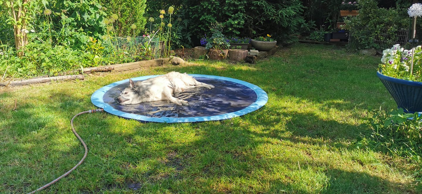 Customer photo review of Sprinkler Wasserspielmatte für Hunde