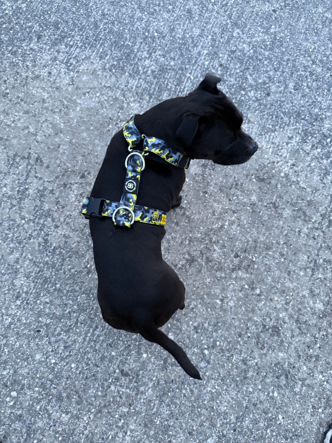 Customer photo review of Anti-Pull TRI-Harness® | Training Dog Harness for All Breeds - Lightning