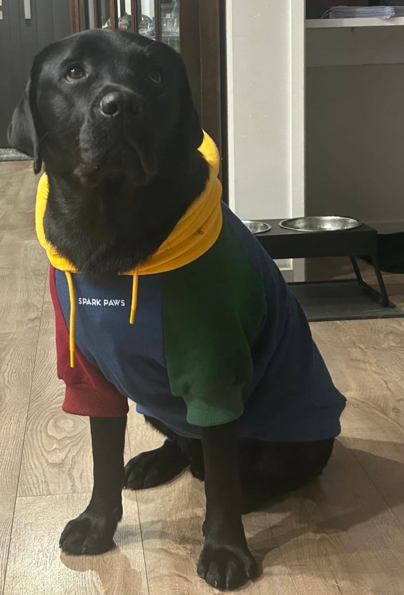 Customer photo review of Essential Dog Hoodie - Slate Blue
