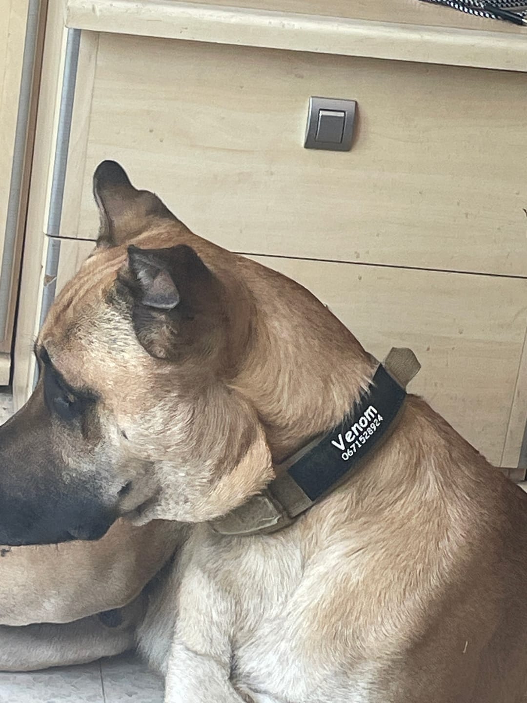 Customer photo review of Patch personnalisé pour chien – Un style unique !