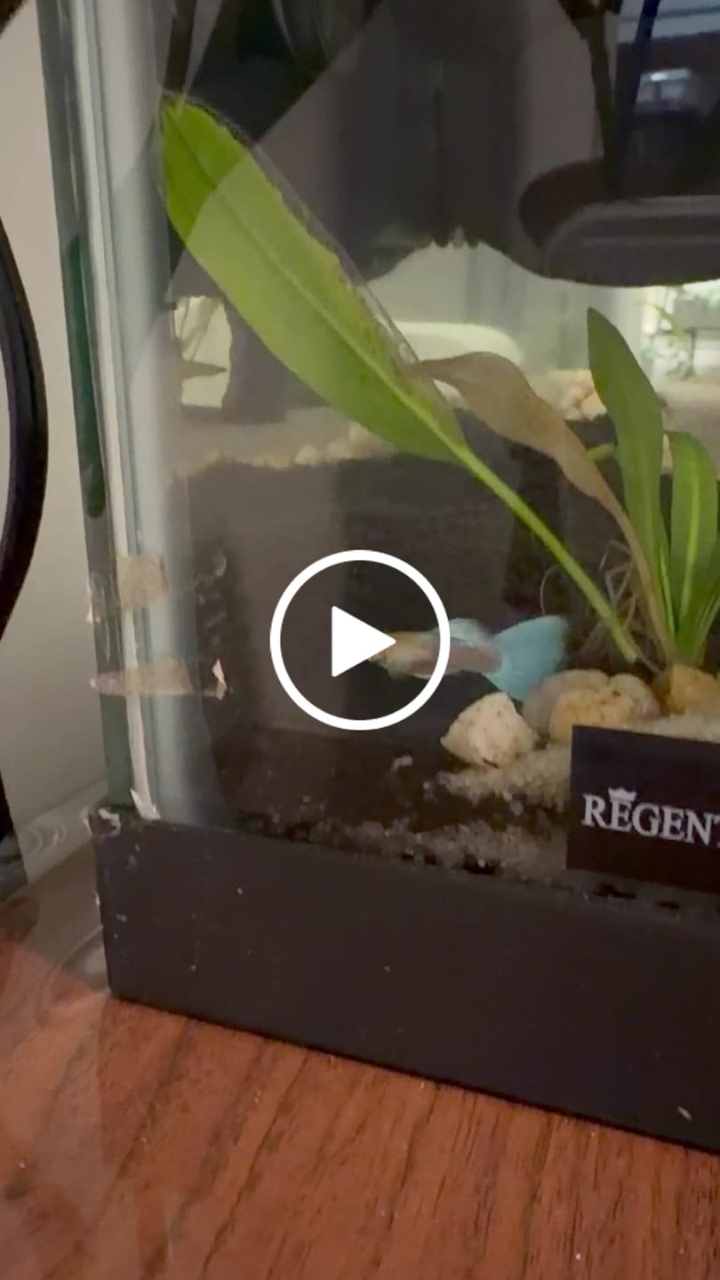 Customer video review of Albino Sky Blue Tail Guppy Fish