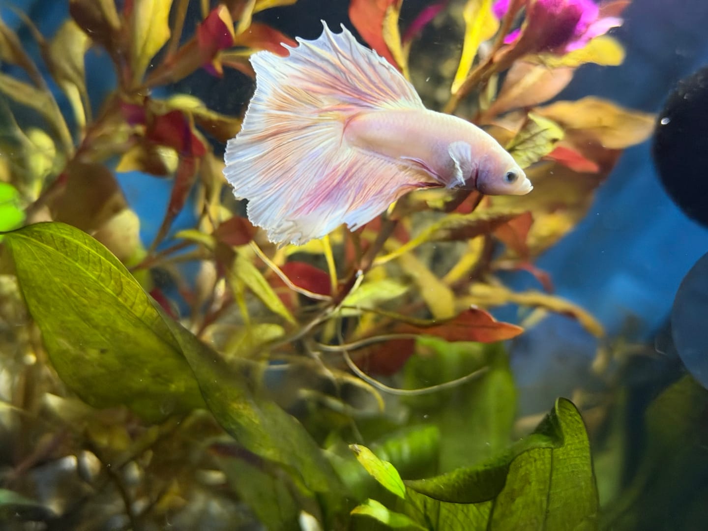 Customer photo review of Pink Halfmoon Male Betta Fish | You Pick Fish | Order Directly From Farm