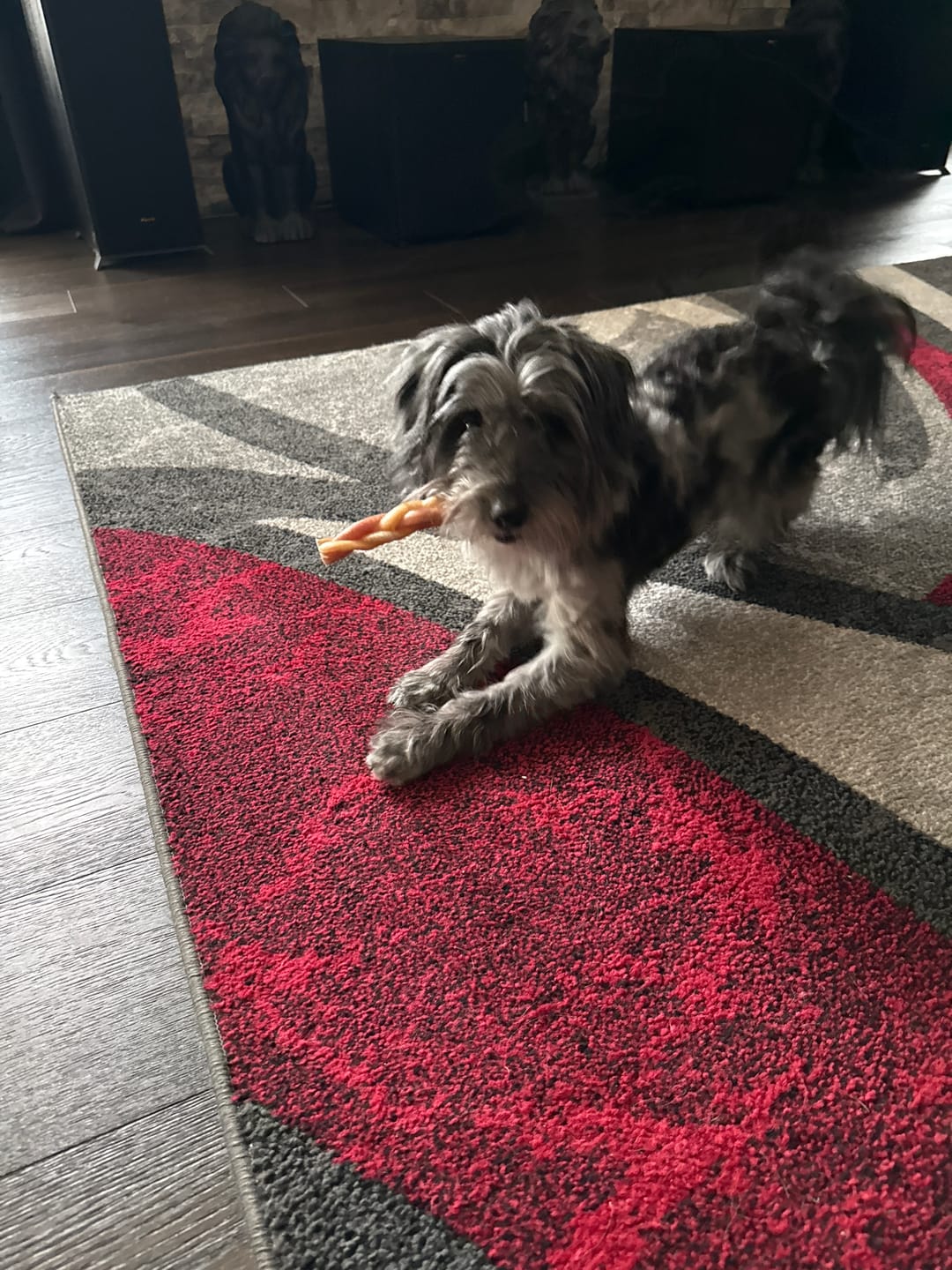 Customer photo review of 6 Inch Standard Braided Bully Stick