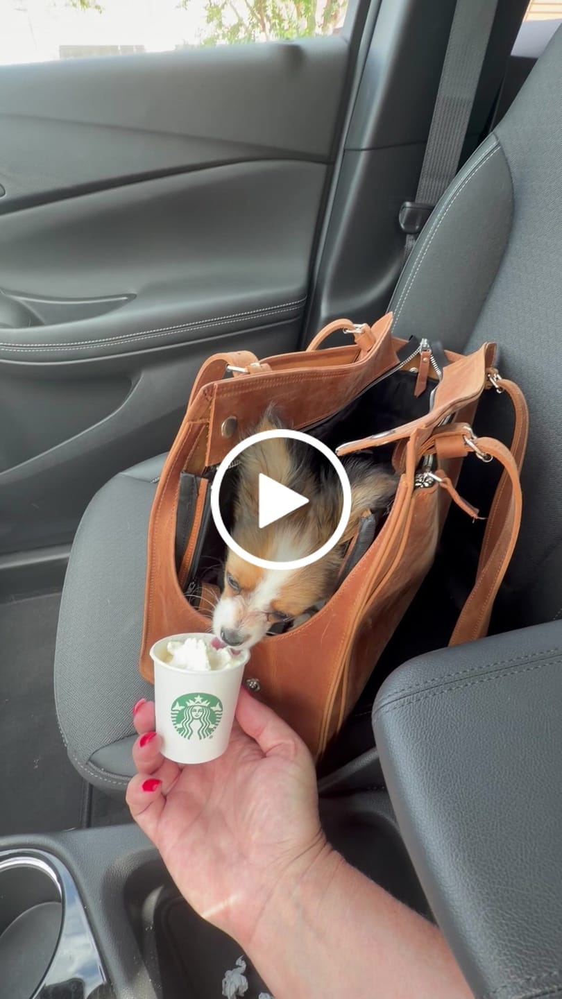 Customer video review of Dog Travel Bag