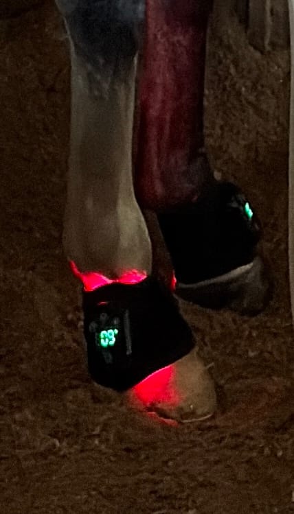Customer photo review of HorseHalo™ HaloLegs Mini