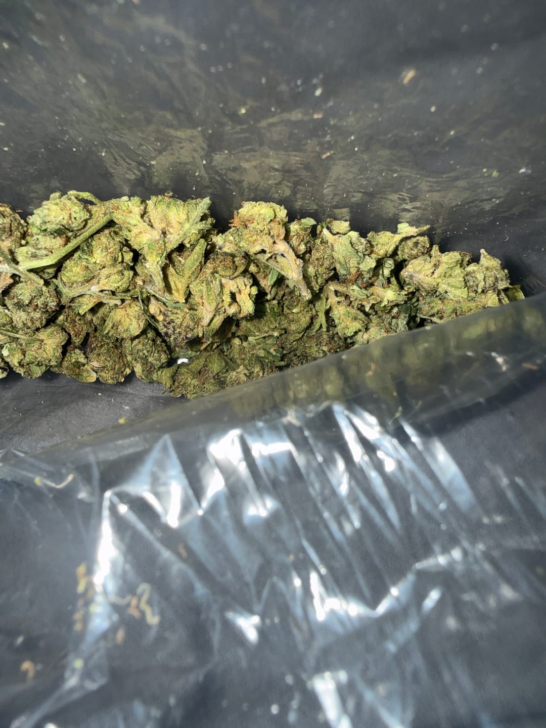 Customer photo review of Purple Punch Minis - Bulk Minis - Indica
