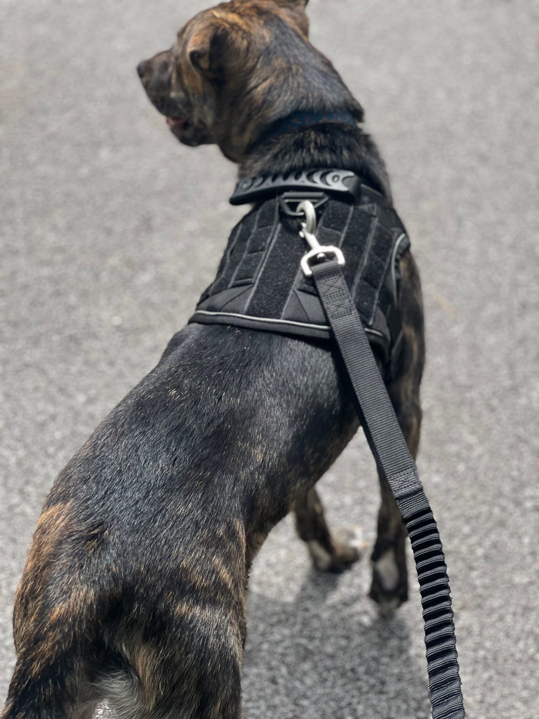 Customer photo review of NEW Upgraded Tactical No-Pull Team K9® Dog Harness with 4 Quick-Release Metal Buckles, Reinforced Front & Back V-Rings, Hook & Loop Panels, Adjustable Straps, Reflective Strips, & Top Handle