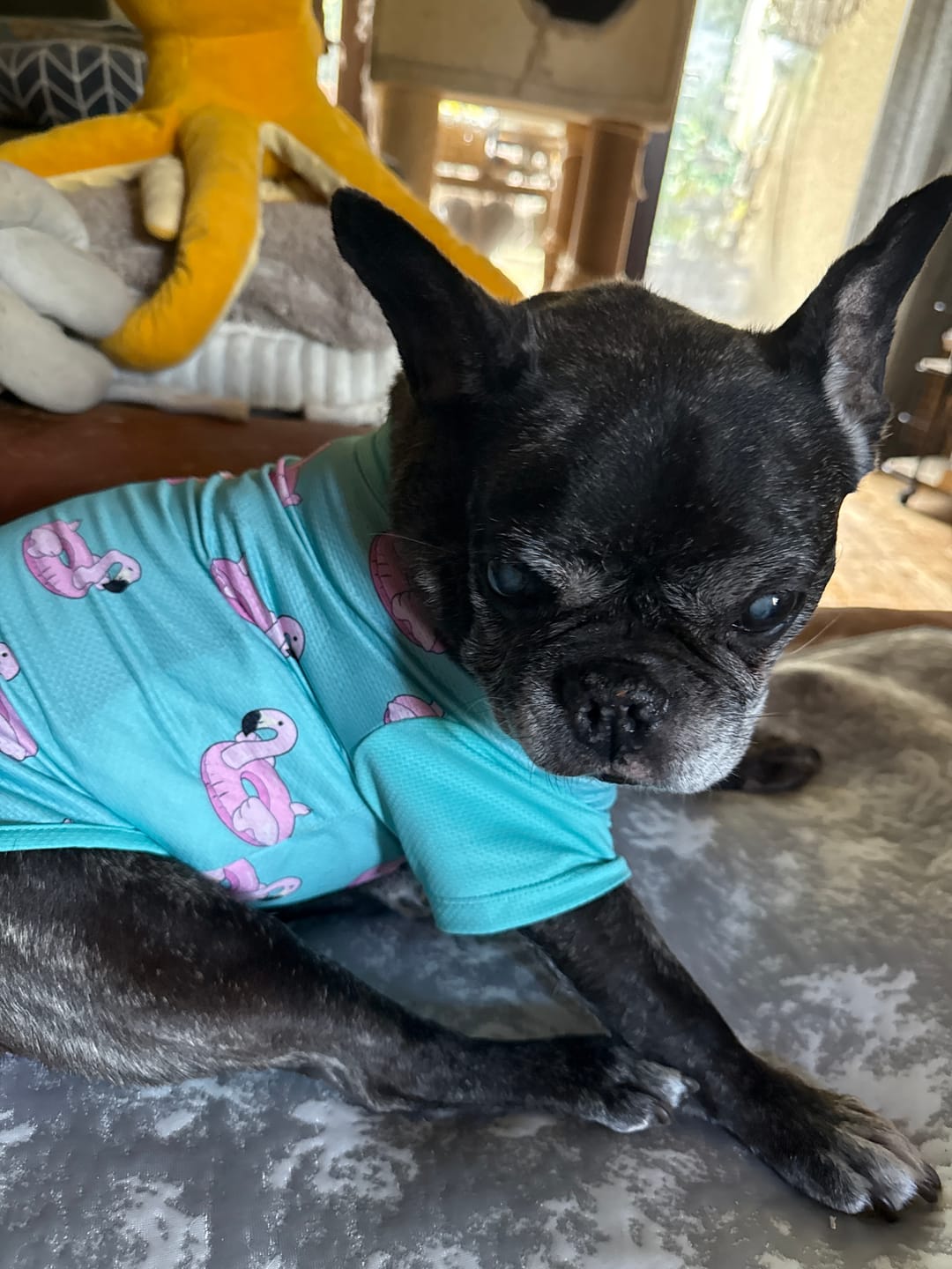 Customer photo review of Sunblock Dog T-Shirt 2-pack