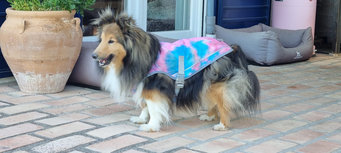 Customer photo review of Dog Cooling Vest - Snow Cone