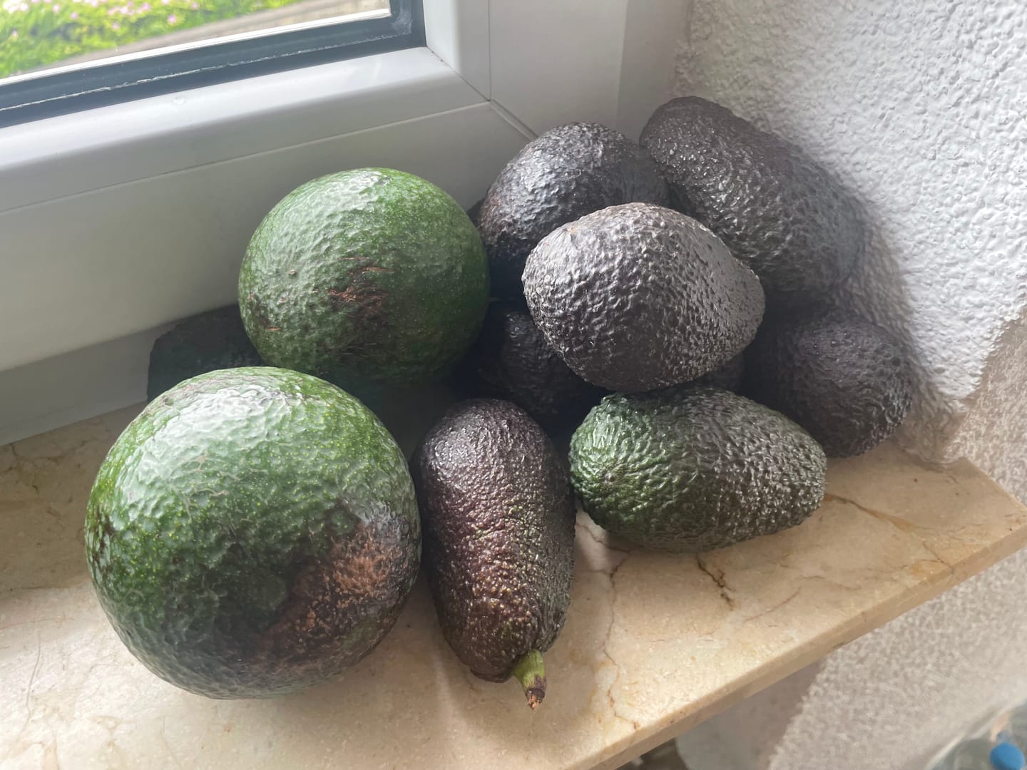 Customer photo review of Avocado Retterbox "Späternte" von Juan 3kg