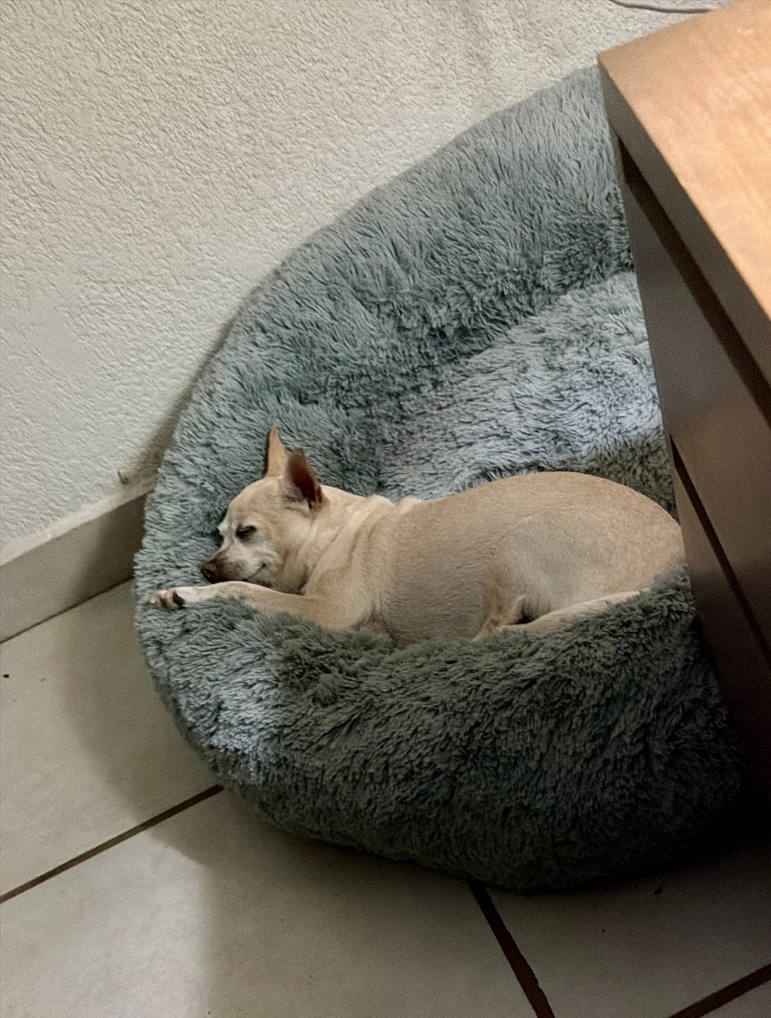 Customer photo review of Funda Lino para Cama Antiestrés para Perros
