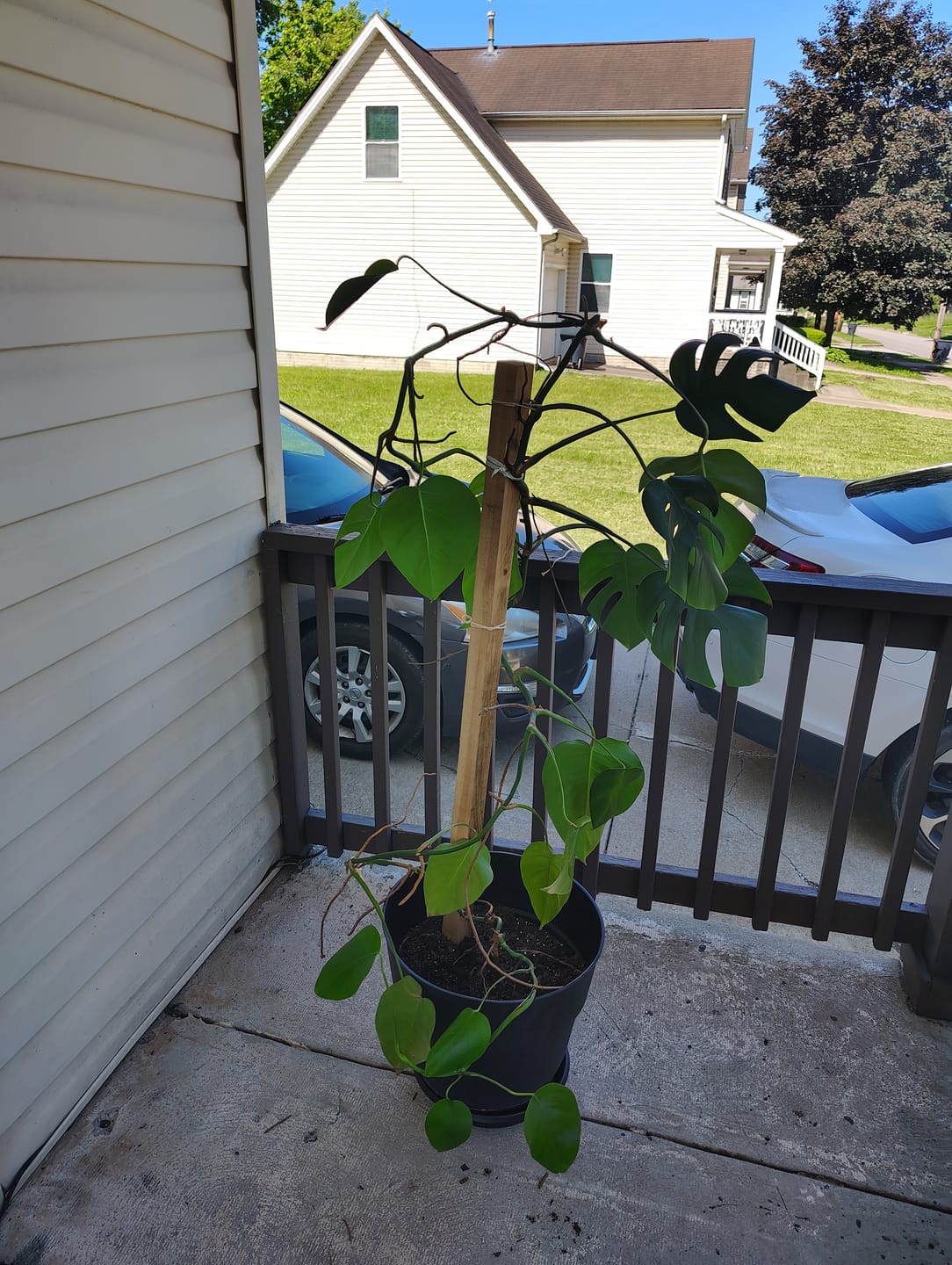 Customer photo review of Monstera Deliciosa Fruit Salt Water Taffy