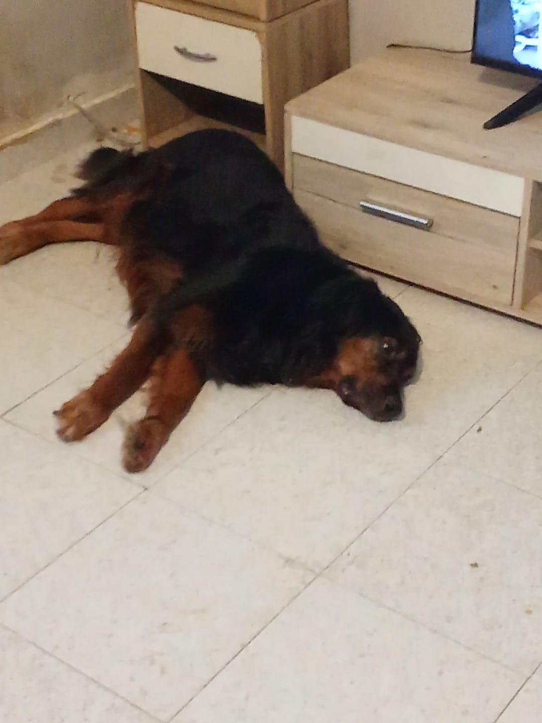 Customer photo review of ProtectionArtro+ 1200mg  Condroprotettore per Cani di taglia Media e Grande (Nuova Formulazione)