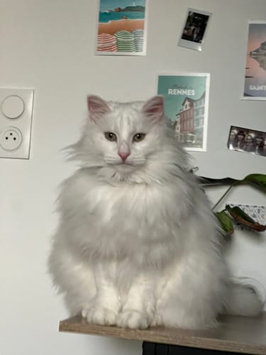 Avis d'un client : son chat blanc aux poils longs et très touffus, assis sur une étagère.